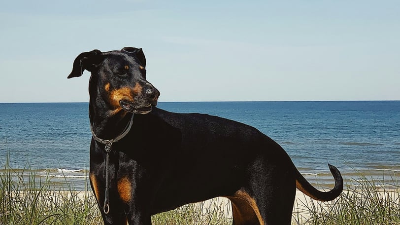 a dog standing on a beach