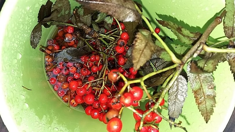 Seeds