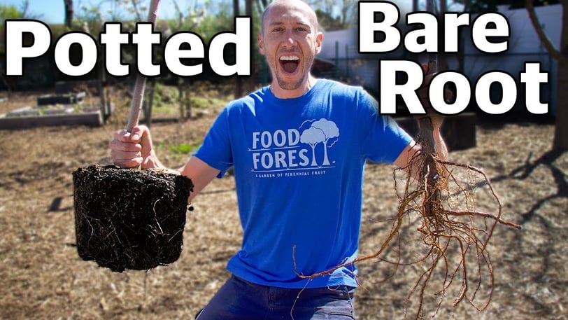 Potted versus bare root fruit trees