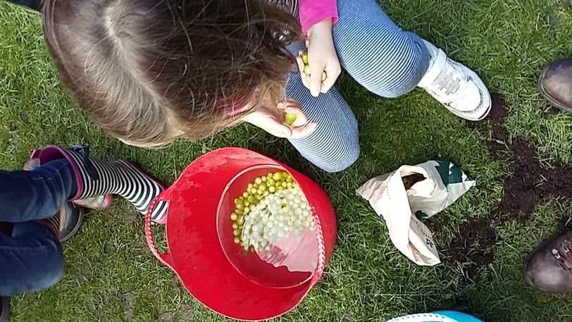 Acorns in a bucket