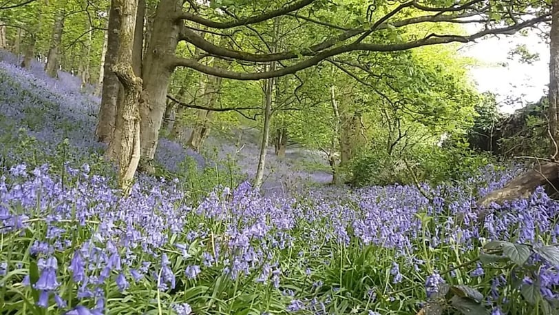Bluebells