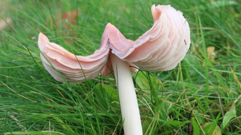 Waxcap
