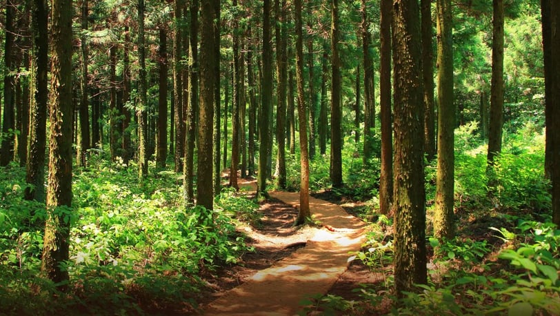 a path leading through the woods