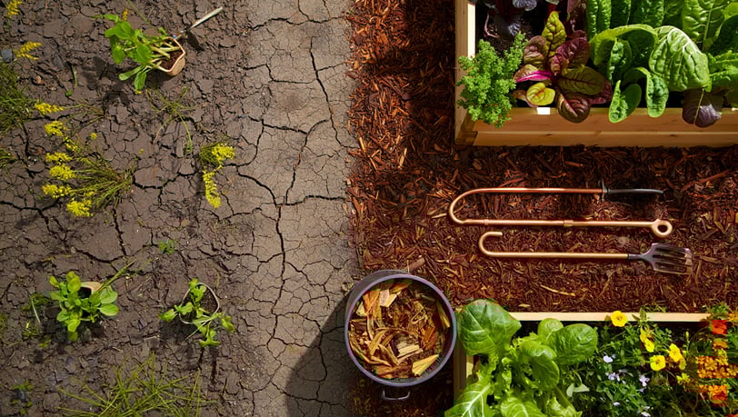 Solo fraco, jardim forte: como recuperar terrenos pobres e fazer suas plantas florescerem. Dicas prá