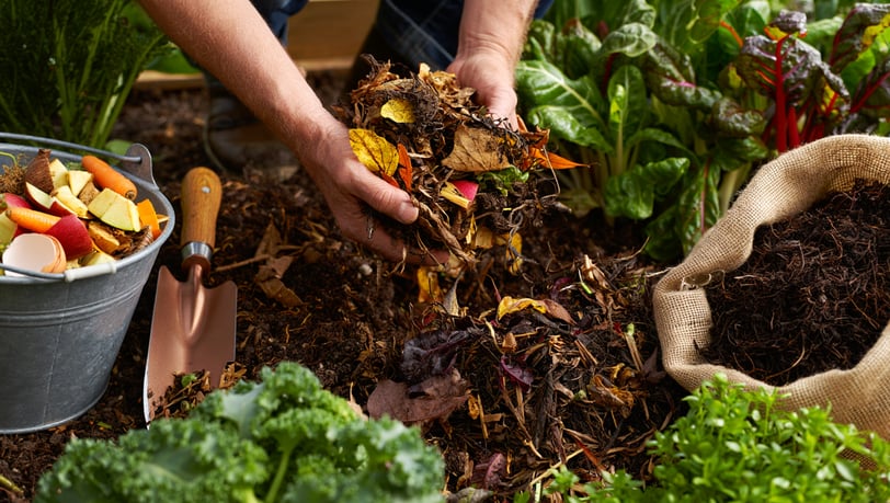 Solo fraco, jardim forte: como recuperar terrenos pobres e fazer suas plantas florescerem. Dicas prá