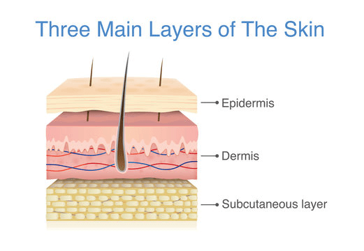 skin layers