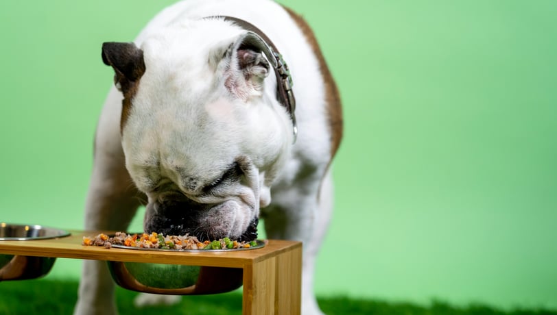 dog is eating healthy food