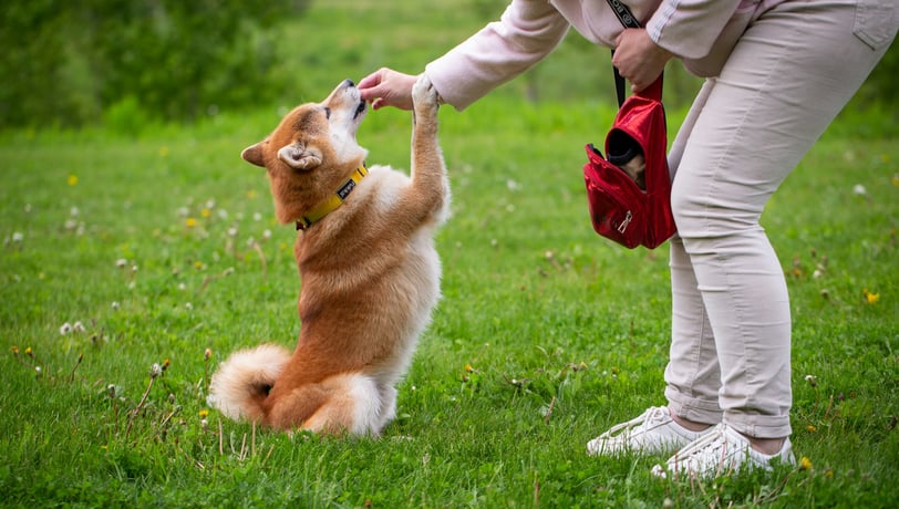 a woman is training her dog in the park