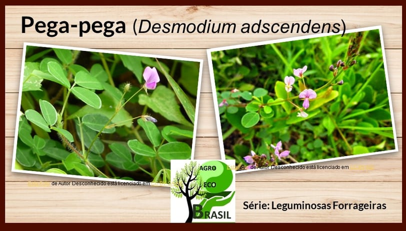 Desmodium adscendens