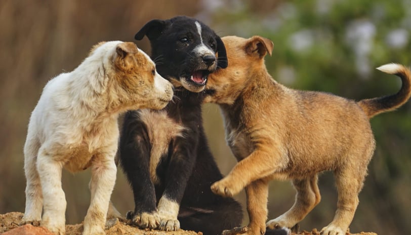 Dicas para socialização de cachorro filhote com outros cães