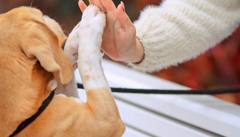Quando começar o adestramento de um cachorro filhote