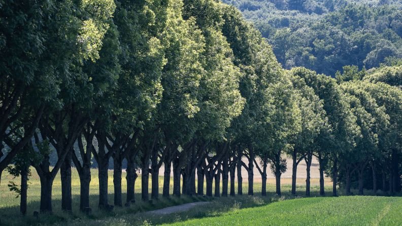 "7000 Carvalhos” de Joseph Beuys