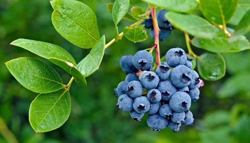 Mirtilo (Blueberry): A Superfruta Antioxidante que Transforma a Sua Saúde