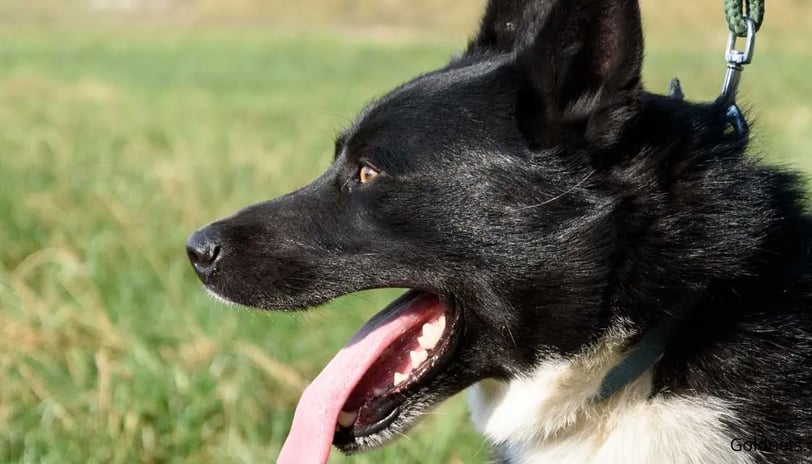 A Karéliai Medvekutya: Minden, amit tudni érdemes