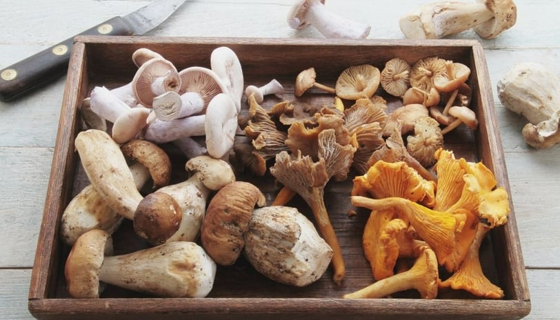 a wooden box with wild mushrooms