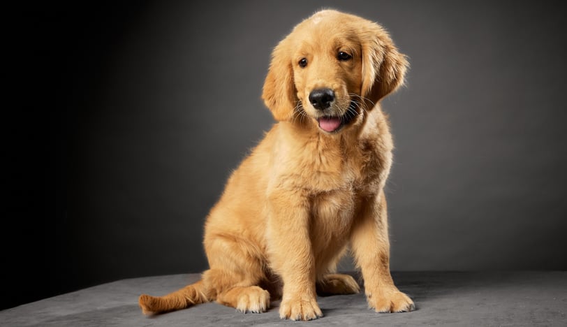 beau chiot golden retriever qui pose élevage du respechas ales