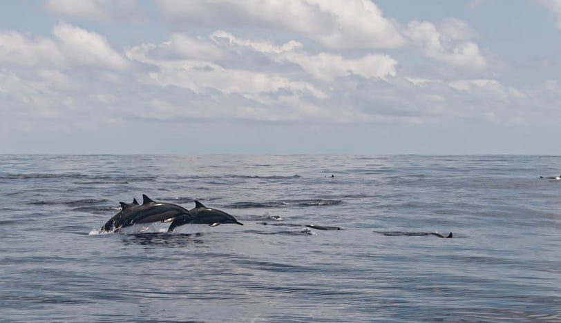 Dolphins swimming near a fishing boat in Zanzibar – Sustainable fishing experience