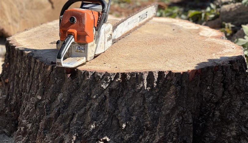 Stihl Chainsaw on Stump