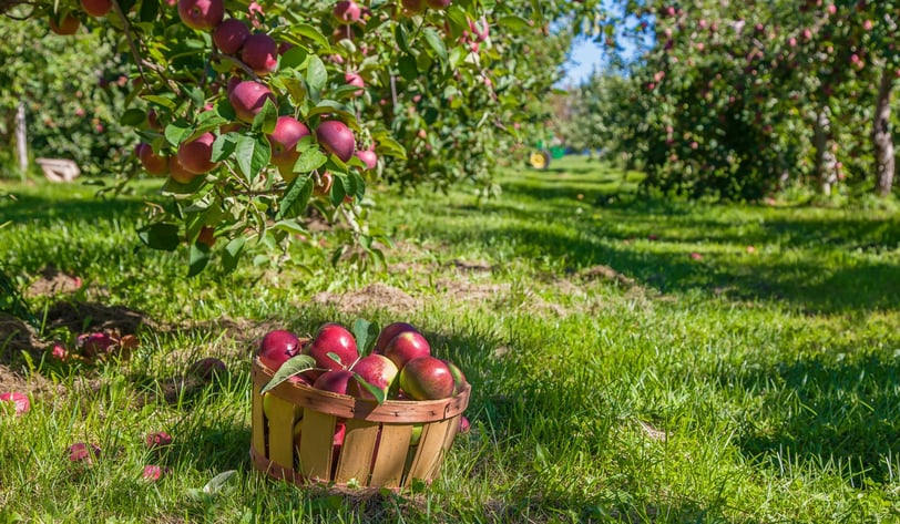 Cosecha de manzanas en Estados Unidos