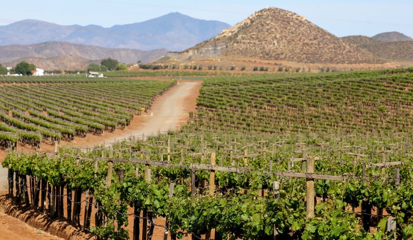 Ruta del vino en el Valle de Guadalupe