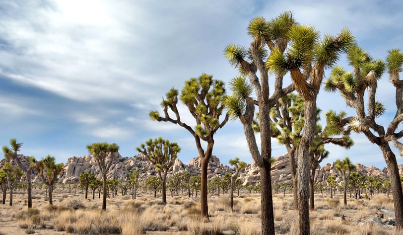 Parque Nacional Joshua Tree, California