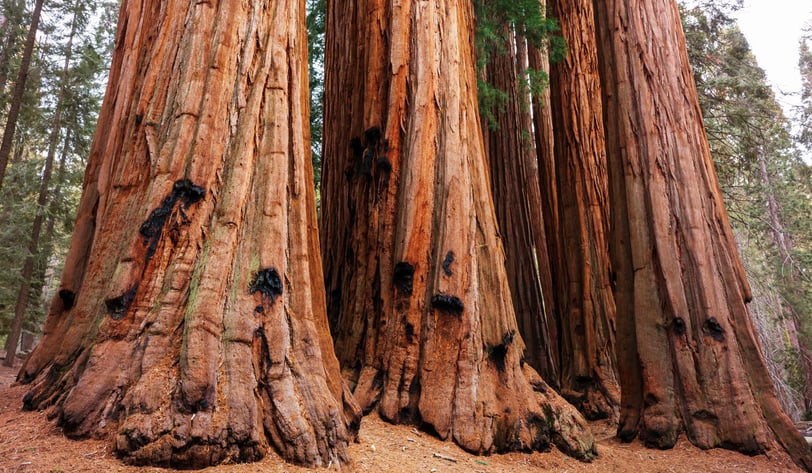 Parque Nacional Sequoia, California