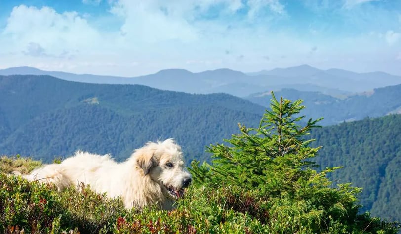 A Kárpáti Pásztorkutya: Az Igazi Hű Barát és Őrző
