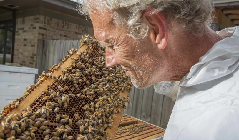 Colony Collapse Disorder – Causes, Prevention, and Protective Solutions