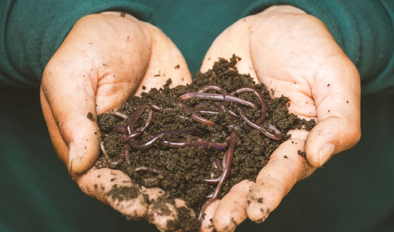 healthy soil with lots of earthworms
