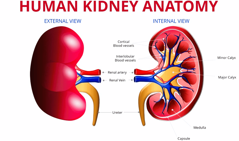 nephrology (kidney)