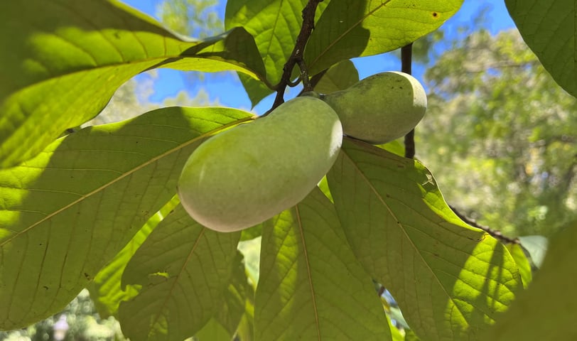 Pawpaw fruit on the branch