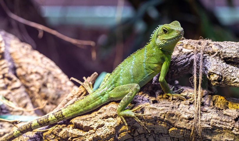 Expectativa de Vida da Iguana
