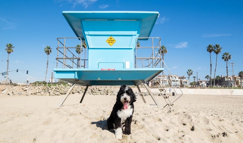 a dog sitting on a beach with a lifeguard tower