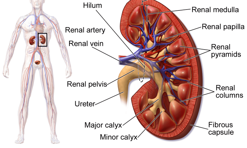 Kidney Health