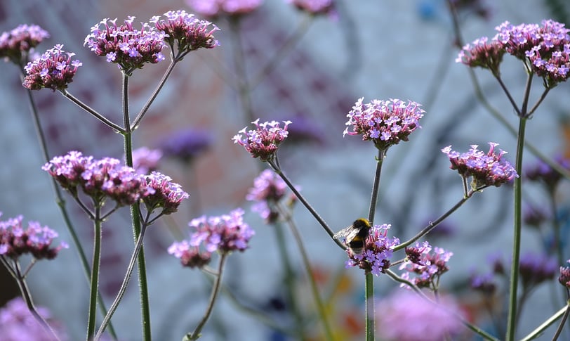 Verbina flowers with bee