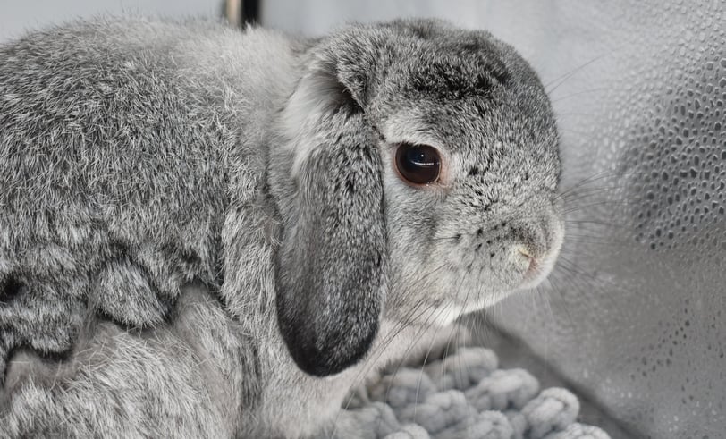 HCB's Stewart - solid chinchilla Holland Lop buck
