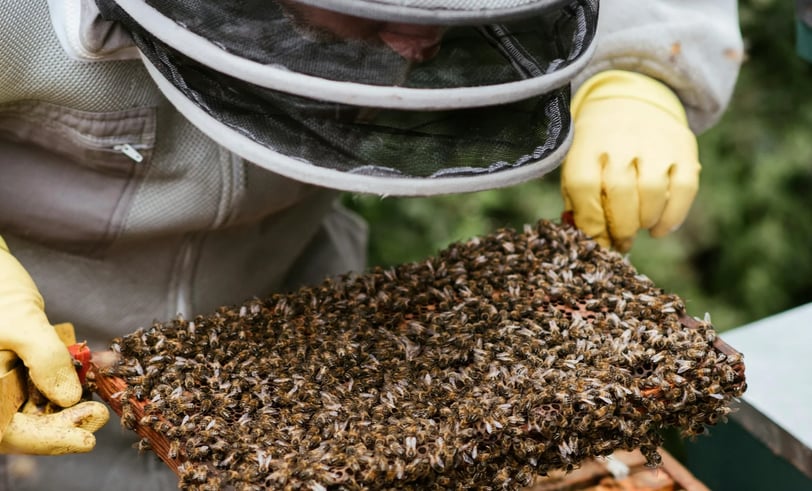 From Hive to Jar: Honey Production, Extraction Methods, and Quality Control