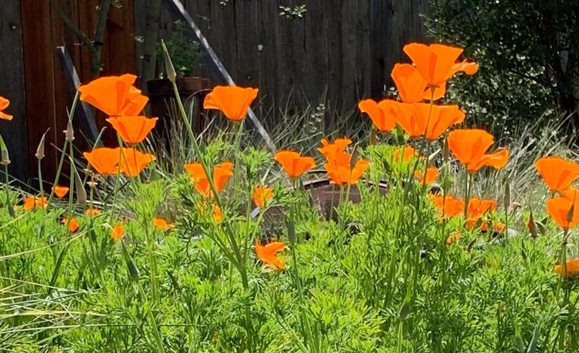 green California poppies with their orange flowers glowing in the sun