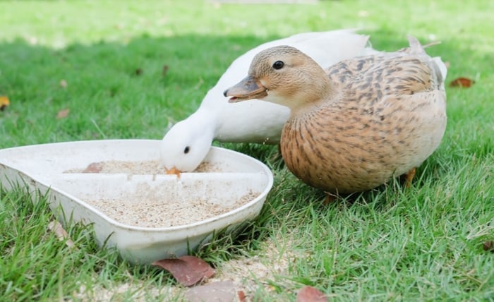 Ghid pentru Îngrijirea Rațelor: Sfaturi Esențiale pentru Fermieri, Rate pitice
