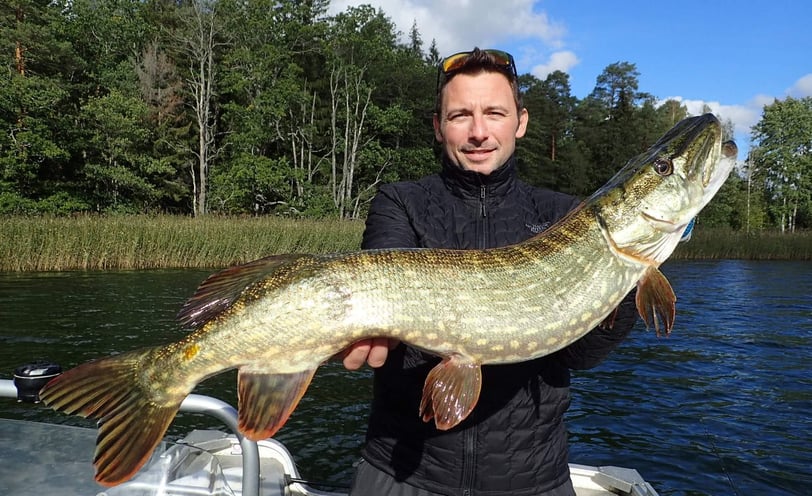 Ein Fischer ist auf einem Boot auf einem schwedischen See und hat einen großen schwedischen Hecht.