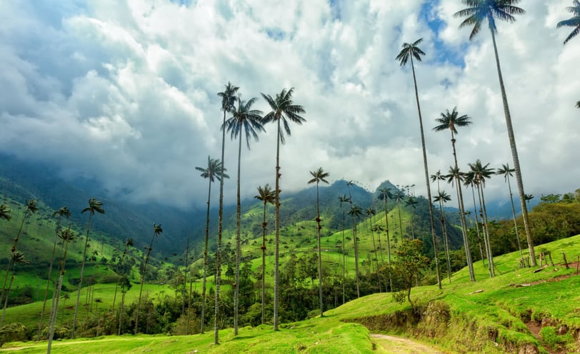 Valle del Cocora en Colombia