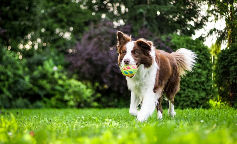 Dog playing fetch in the park