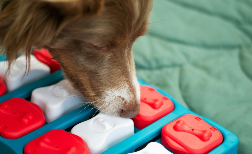 dog playing with puzzle toy