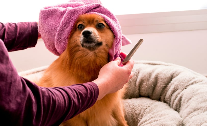 Dog being groomed