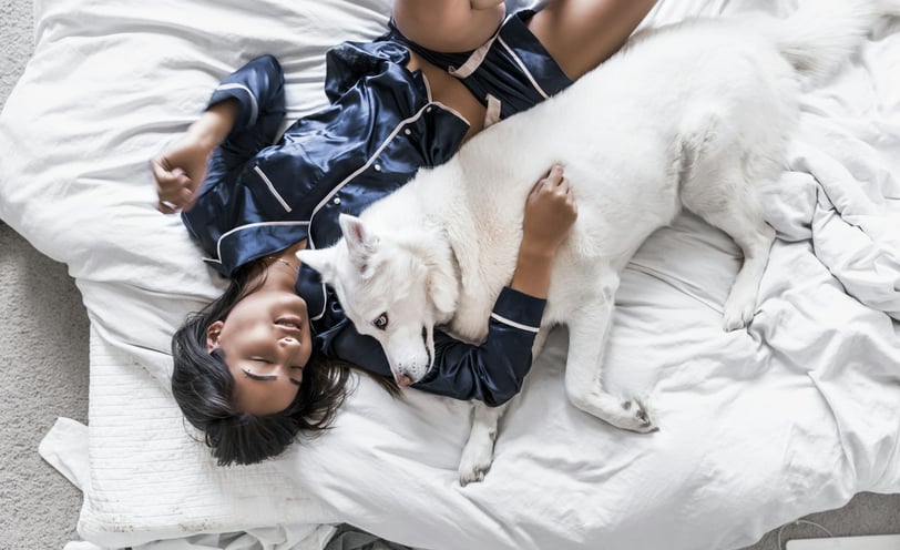 Dog cuddling in bed