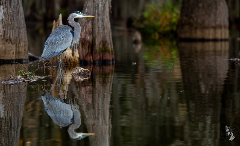 great blue heron fishing in lake martin with mirror like reflection