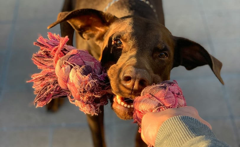 Dobermann