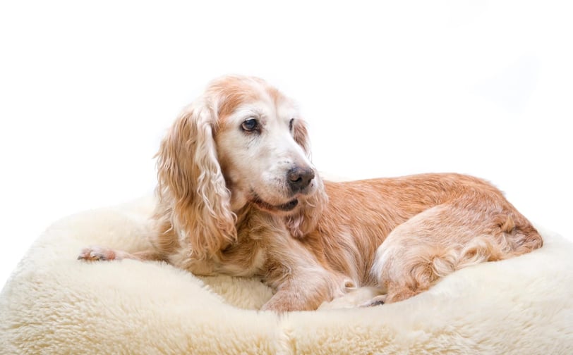 Como cuidar de um cachorro idoso com artrite guia completo