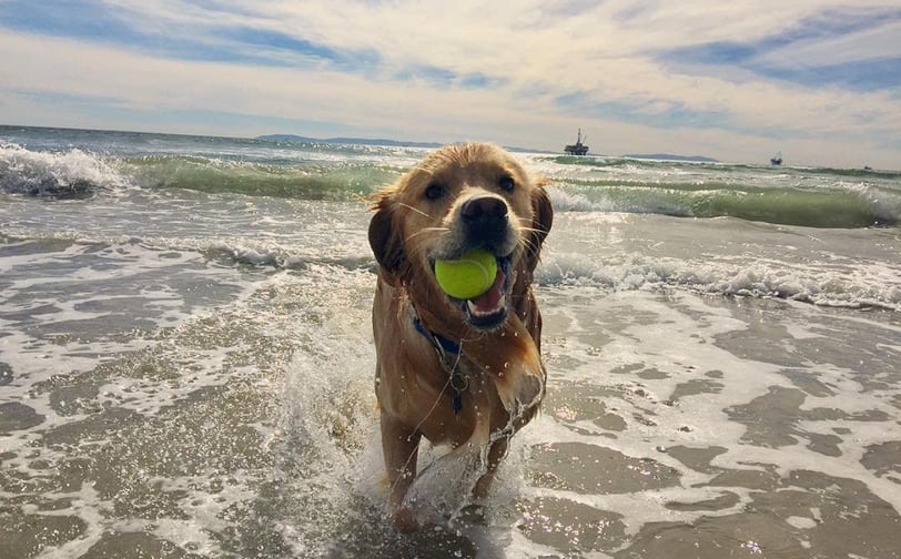 a dog is running through the water with a tennis ball in it