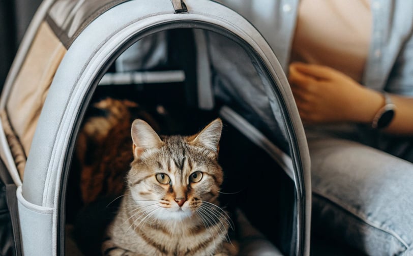 a cat in a cat bed in a woman's lap